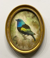Load image into Gallery viewer, &quot;Taxidermy: Blue-necked Tanager&quot; by Sue Lawton