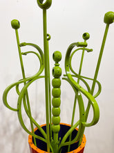 Load image into Gallery viewer, "Potted Plant" by Ann Baer &amp; Michael Baer