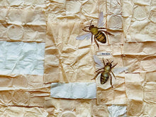 Load image into Gallery viewer, &quot;Habitat ~ Bees&quot; by Karla Fuller