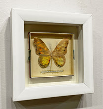 Load image into Gallery viewer, &quot;Preserved as an Example of its Kind&quot; by Karla Fuller
