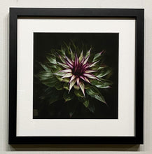 Load image into Gallery viewer, &quot;Cirsium vulgare&quot; by Kris Gould
