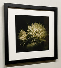 Load image into Gallery viewer, &quot;Eryngium yuccifolium&quot; by Kris Gould