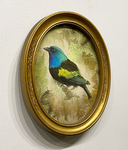 "Taxidermy: Blue-necked Tanager" by Sue Lawton