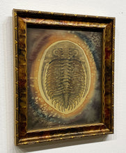 Load image into Gallery viewer, &quot;Astropyge filoxemia- Devonian&quot; by Ven Loetz
