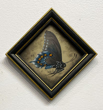 Load image into Gallery viewer, "Pipevine Swallowtail" by Ven Loetz