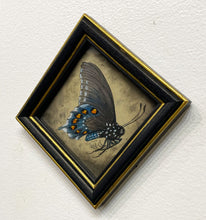 Load image into Gallery viewer, "Pipevine Swallowtail" by Ven Loetz