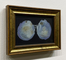 Load image into Gallery viewer, &quot;Vancouver Bivalve&quot; by Ven Loetz