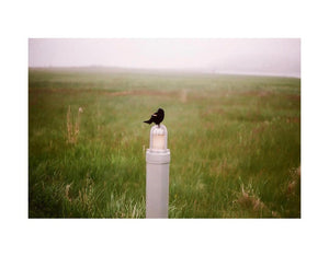 "Red Winged Black Bird, WI" by Emily Porter