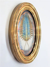 Load image into Gallery viewer, &quot;Triarthrus Trilobite&quot; by Sue Lawton