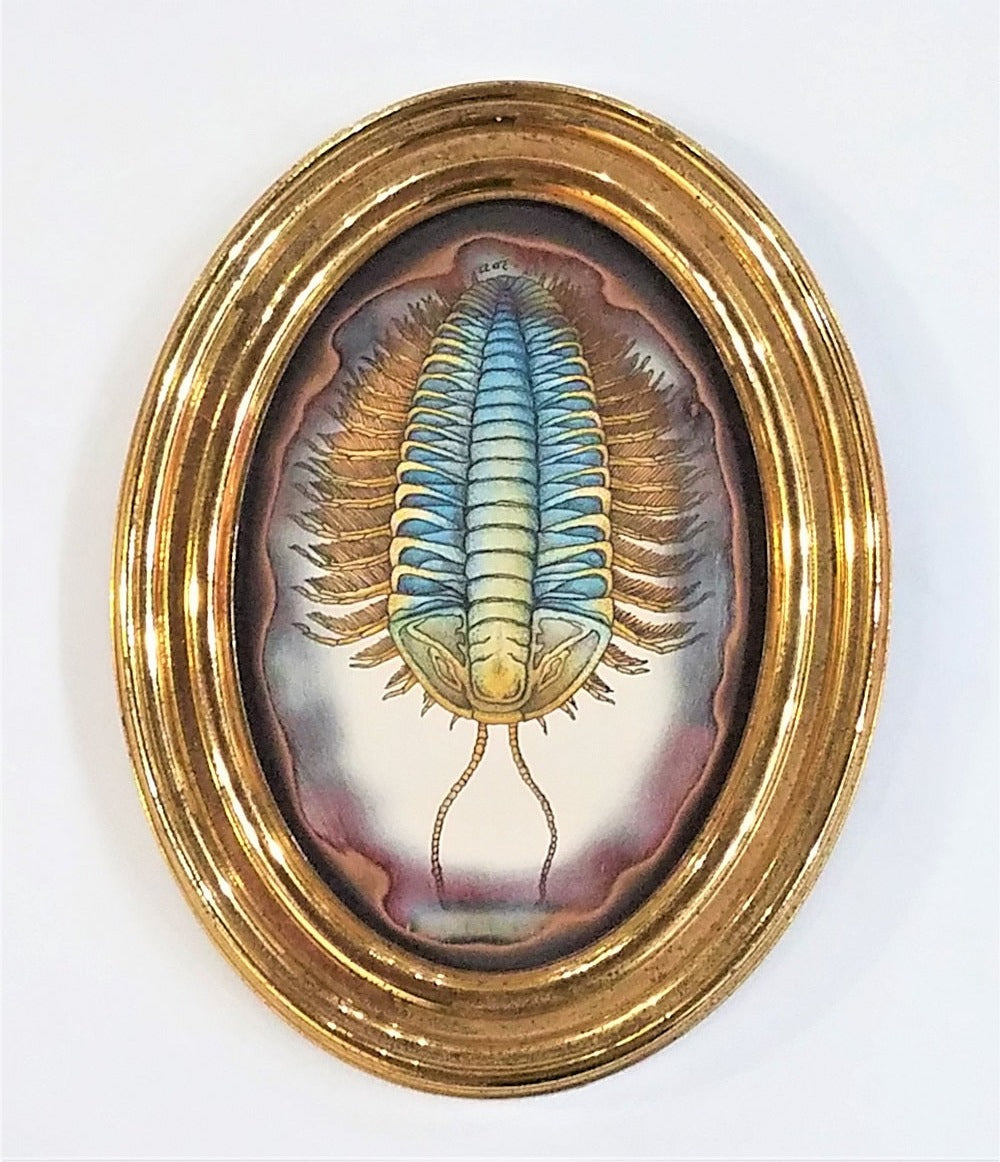 Triarthrus Trilobite